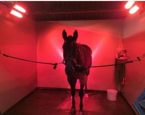 Solarium pour chevaux Bask Zone