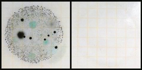 Echantillon colonies de spores