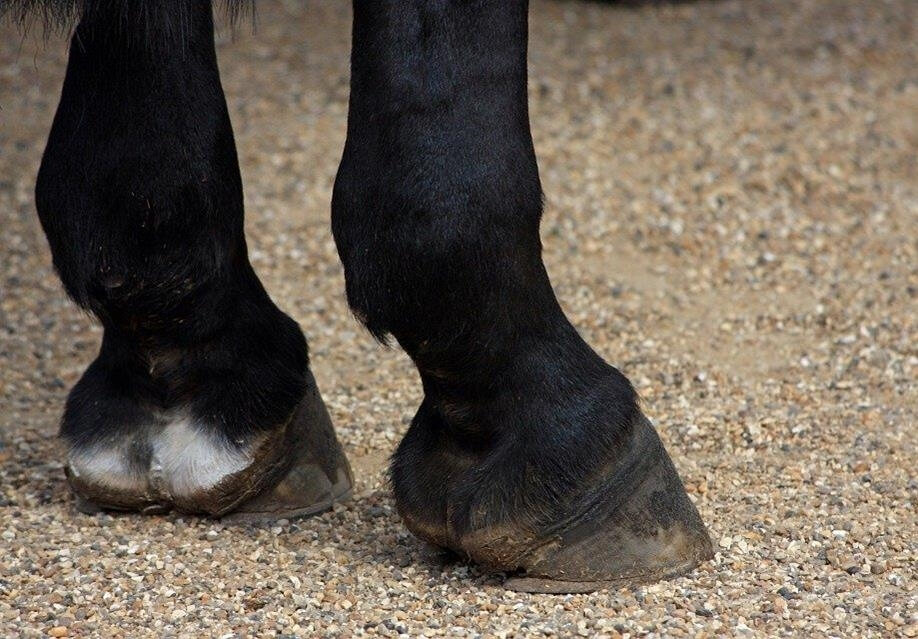 Pieds,sabots et Equissage Pulse