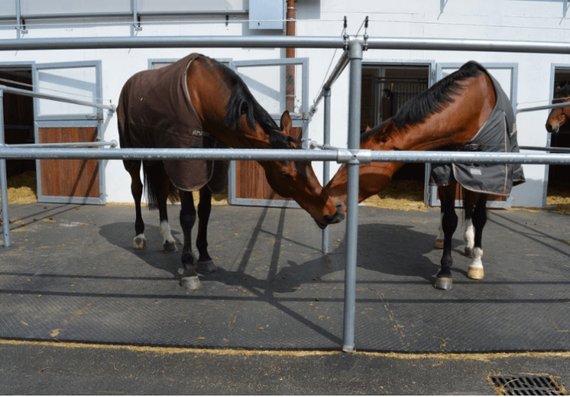 NOUVEAU ! ✨ Le sol qui change tout aux écuries !