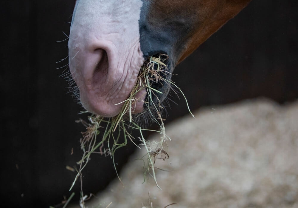 Votre cheval tousse ?