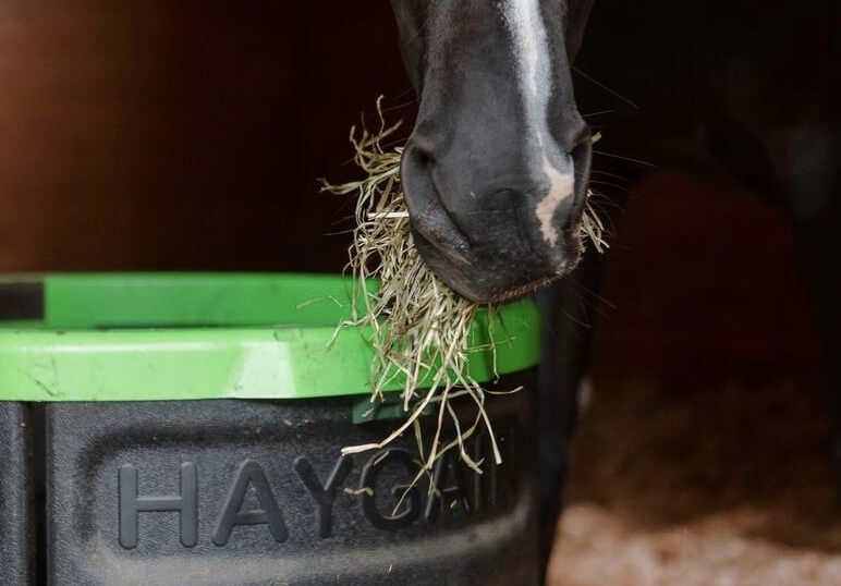 Fourbure : pourquoi la façon de nourrir votre cheval est essentielle