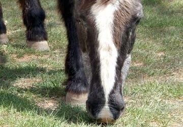 Les chevaux vivent plus longtemps quelles conséquences?
