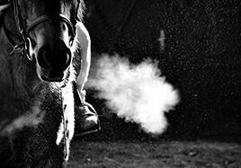 La plupart des chevaux ont une inflammation des voies respiratoires et alors!
