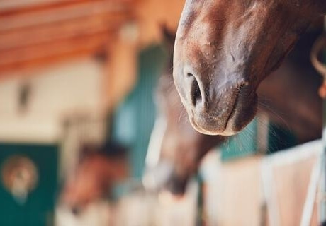 Problèmes respiratoires chez les chevaux