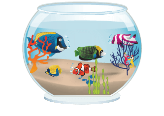 Photo produit Poissons tropicaux
