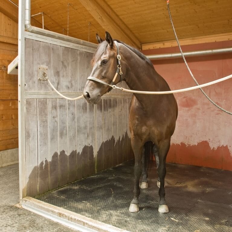 Photo produit caoutchouc pour sol de douche cheval