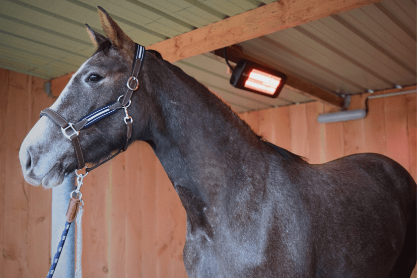 Photo produit Solarium chevaux