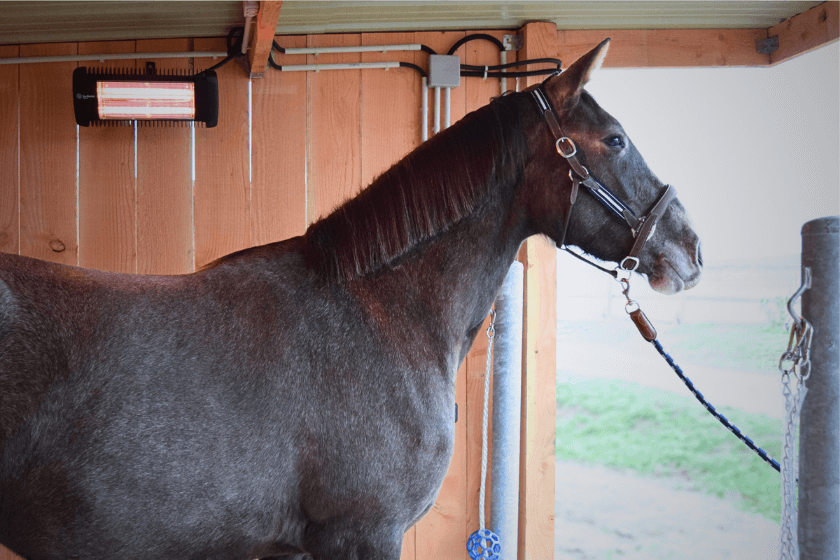 Photo produit Solarium chevaux
