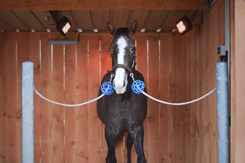 Photo produit Solarium pas cher