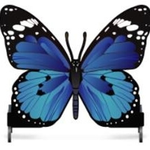 Photo produit Papillon bleu