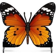 Photo produit Papillon orange