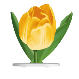 Soubassement CSO Tulipe