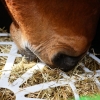 Photo produit Forager Haygain Slow feeder