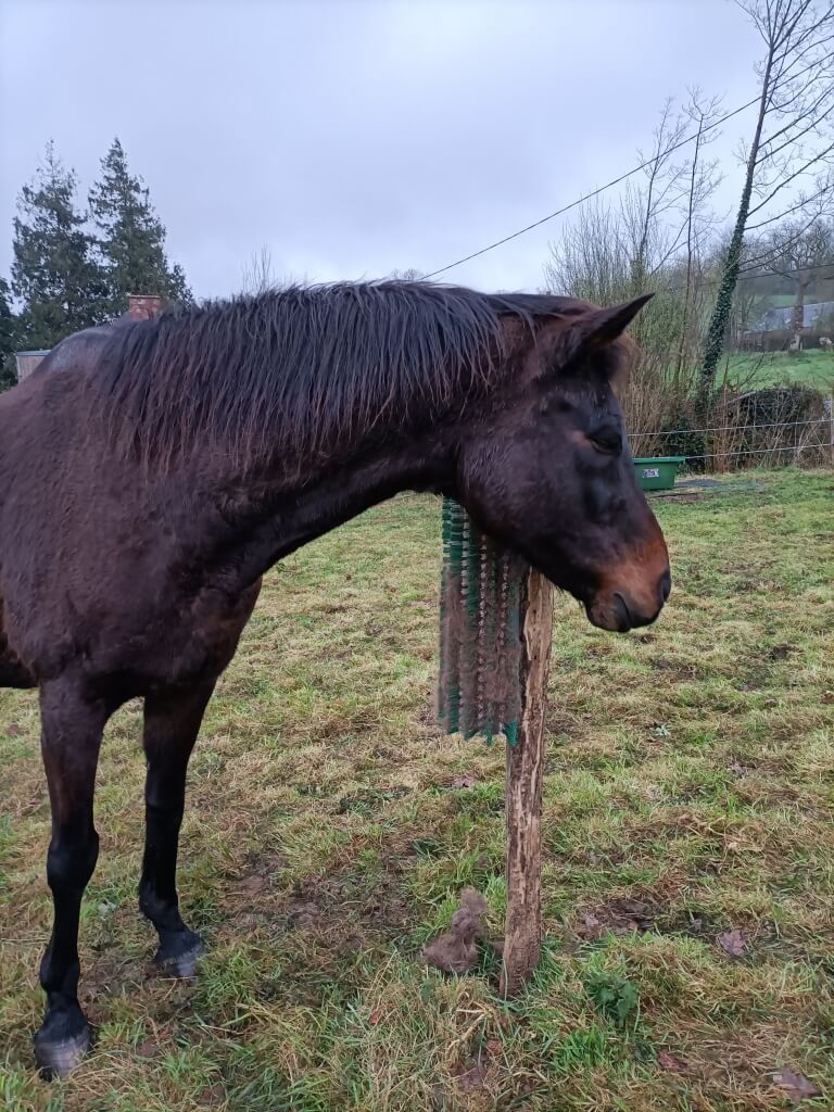 Photo produit Grattoir cheval