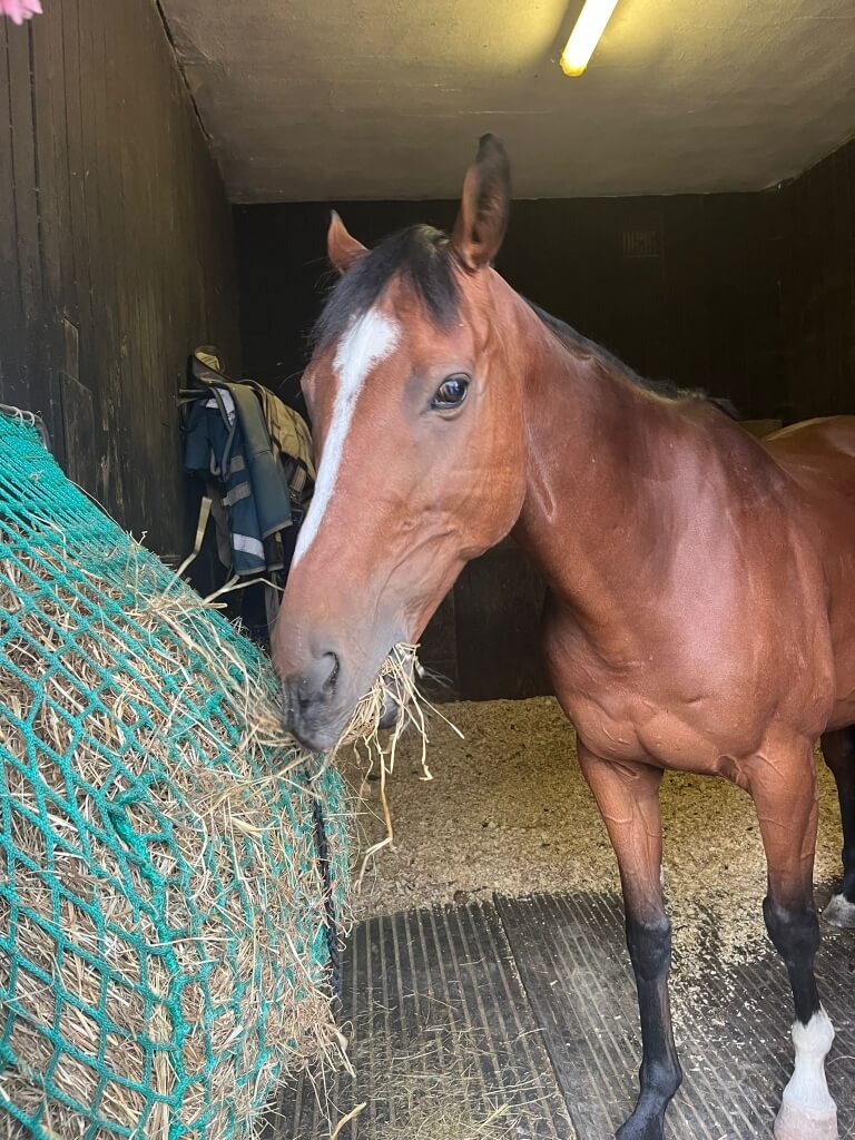 Photo produit Filet à foin cheval