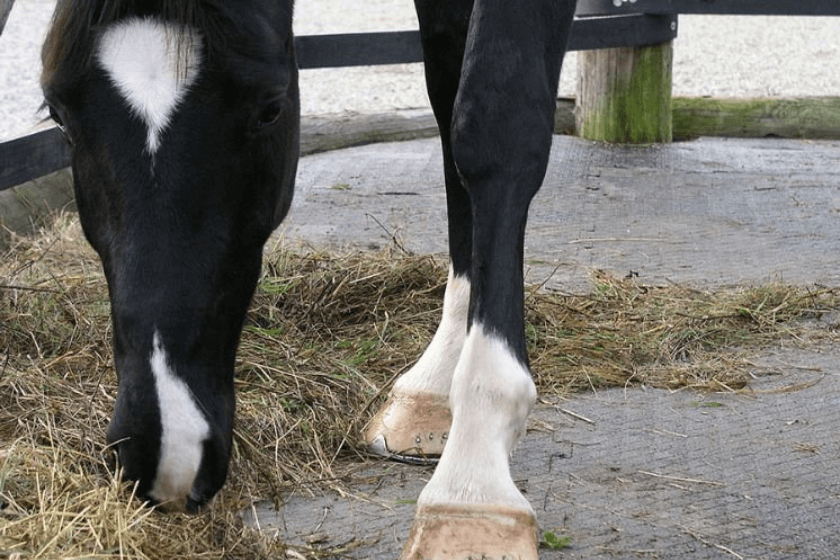 Photo produit tapis sol vétérinaire équin

tapis centre de remise en forme équin

tapis sol clinique vétérinaire cheval

revêtement sol écurie professionnelle